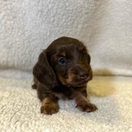 Gustav - Chocolate and tan male Dachshund puppy in Stilwell, Oklahoma from Mountain Top Dachshunds