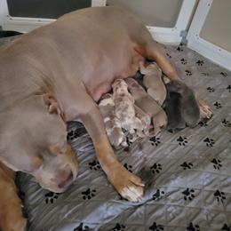 Girl 3 - Lilac female American Bully puppy in El Paso, Texas from PaPaws Gotta Love It Kennels