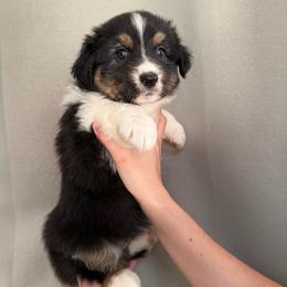 Unicorn - Black tri-color female Australian Shepherd puppy in Weeki Wachee, Florida from Ace of Spades Australian Shepherds