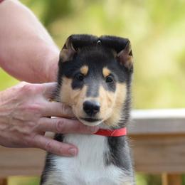 Knicks - Black white and tan male Collie puppy in Baltimore, Maryland from Clarity