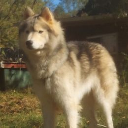 Enoch - Gray and white male Siberian Husky puppy in Vale, North Carolina from Sirens Song Siberian Huskies