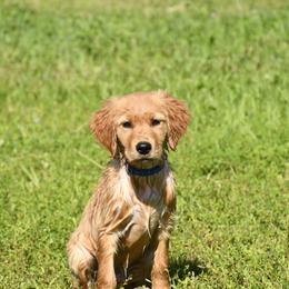 Blue Male - Golden male Golden Retriever puppy in Milan, Tennessee from Ivy League Golden Retrievers