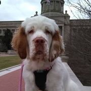 Clumber Spaniels from Redbud Clumbers