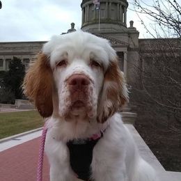Clumber Spaniels from Redbud Clumbers