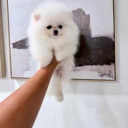 Tripod - White male Pomeranian puppy in Las Vegas, Nevada from Ice City Pomeranians