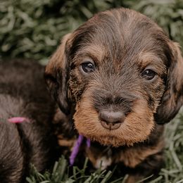 Dachshunds and Labrador Retrievers from Three Lakes Labs & WHDs