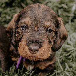 Dachshunds and Labrador Retrievers from Three Lakes Labs & WHDs