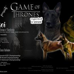 Belgian Malinois puppies from Abenteurer German Shepherds & Belgian Malinois