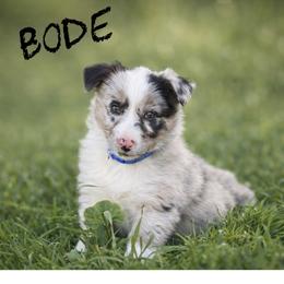Bode - Blue merle male Border Collie puppy in Sanger, California from Flying M Cactus Ranch Buddies