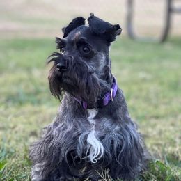 Princess - Miniature Schnauzer
