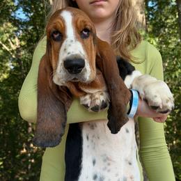 Athena - Black brown and white female Basset Hound puppy in Red Bay, Alabama from Maple Street Bassets