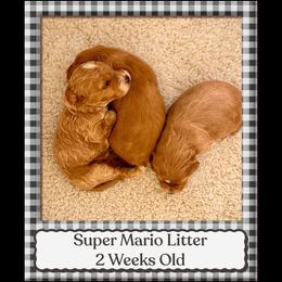 Goldendoodle puppies from Miss Cindy’s Doodles