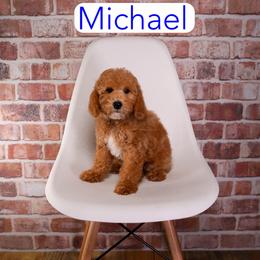 Michael - Red  male Goldendoodle puppy in Calhoun, Georgia from Happy Top Doodles