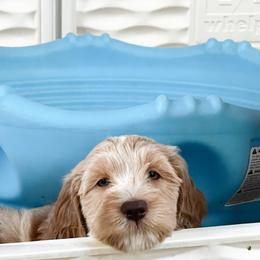 Goldendoodle Puppies from Lundee Doodles