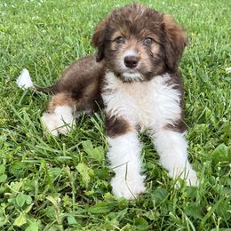 Aussiedoodle Puppies from A Dose Of Doodle