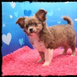 Fizz - Blue fawn male Chihuahua puppy in Demorest, Georgia from Sourpatch Chihuahuas