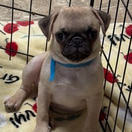 Blue - Fawn male Pug puppy in Ludowici, Georgia from Royal Destiny Kennels