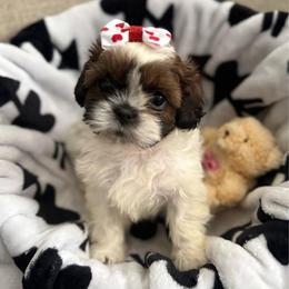 Girl 1 - female Shih Tzu puppy in Oak Hills, California from High Desert  Shih Tzu