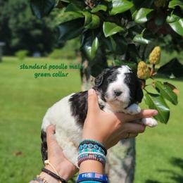 Green collar - Parti male Poodle puppy in Shelby, Alabama from New Life Family Farm