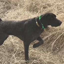 Kimber - German Shorthaired Pointer