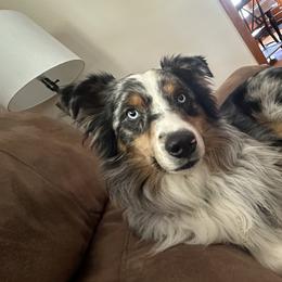 Australian Shepherds from CV Aussies