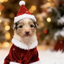 Raina - Blue merle female Australian Shepherd puppy in Sedalia, Missouri from Affinity Aussies