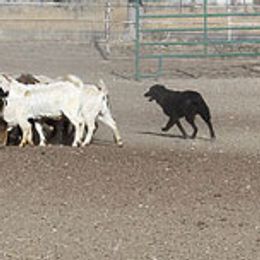 Australian Shepherds and Border Collies from Lisa Edwards's Australian Shepherds and Border Collies
