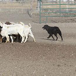 Australian Shepherds and Border Collies from Lisa Edwards's Australian Shepherds and Border Collies