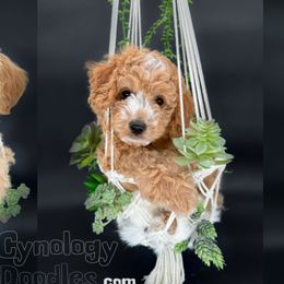 Assorted Doodle Crosses and Goldendoodles from Cynology Doodles