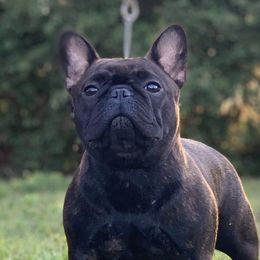 Violet  - French Bulldog