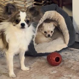 Chihuahua Puppies from Wild Mountain Chihuahuas