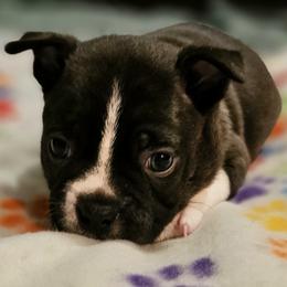 Boy 2 - Seal and white male Boston Terrier puppy in South Of Boston, Massachusetts from Boston Collections