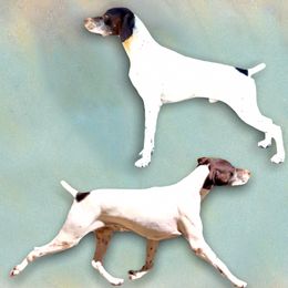 Charlie - German Shorthaired Pointer