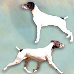 Charlie - German Shorthaired Pointer