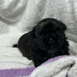 Bella - Black female Shih Tzu puppy in Pleasant Shade, Tennessee from Kuntry Tyme Shih Tzus