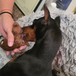 Red Girl 1 - Red female Miniature Pinscher puppy in Georgetown, Texas from Rehdiant Miniature Pinschers