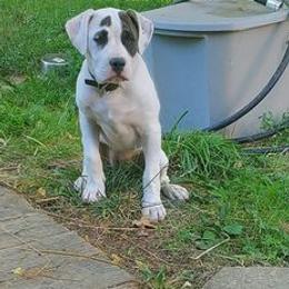 American Bulldogs from King Ranch Kennels