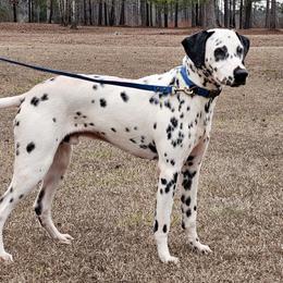 Harris 9 months old returned - White and black male Dalmatian puppy in Gray, Georgia from Fuller Spots