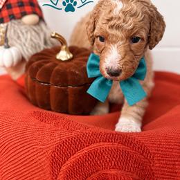 Nala(Teal) - Red  female Poodle puppy in Stuart Fl, Florida from Lincoln & Lady Co.