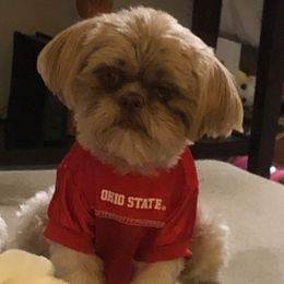 Aussiedoodle, Bernedoodle, Poodle, Shihpoo, and Shih Tzu Puppies from Route 66 Poodles & Doodles, Sapphire Shih-tzu's of Ohio