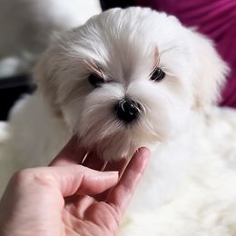 Maltese Puppies from Platinum Dunes Maltese