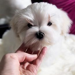 Maltese Puppies from Platinum Dunes Maltese