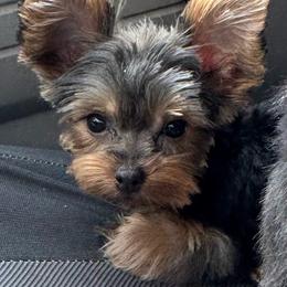 (Abby) click on pic for price - Chocolate, tan and white female Yorkshire Terrier puppy in Kingston, Oklahoma from Lake Life