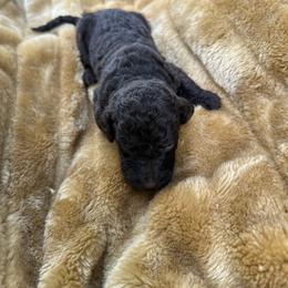 Toffee - Chocolate female Labradoodle puppy in Batesville, Arkansas from Morris Farmyard
