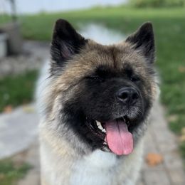 Ash - Akita