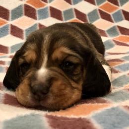 Beagle Puppies from Beech Grove Beagles