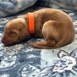Orange Boy - Red golden male Vizsla puppy in Foley, Alabama from Paula's South Bama Vizslas