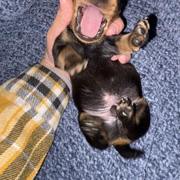 Boy 1 - Black and tan male Dachshund puppy in Gulfport, Mississippi from Candy & Caits Farmstead Mini Doxies