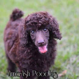 Poodle Puppies from Anna-Ash Poodles