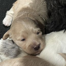 Havapoos from Melissa's Havapoo Pups